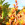 Hawaii / Maui ~ Natur