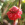 Hawaii / Maui ~ Gartenhaus