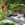 Hawaii / Maui ~ Natur